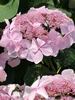 Hydrangea Twirligig