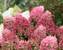 Hydrangea Zinfin Doll