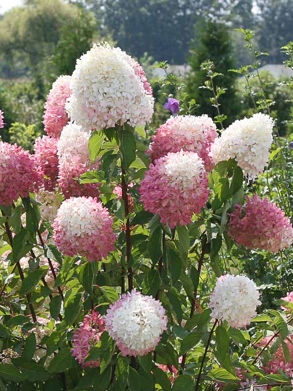 Hydrangea Zinfin Doll | Bluestone Perennials