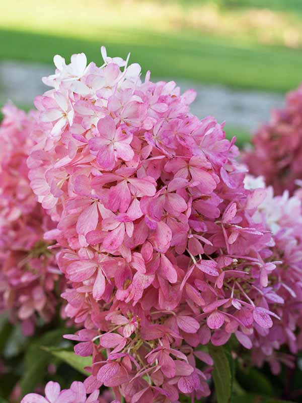 HYZD-2a-Hydrangea-Zinfin-Doll3