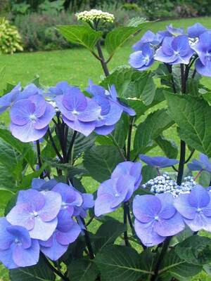 即購入ok hydrangea Amazon.com : Hydrangea Live Plant in 2.5 Inc Pot, Hydrangea