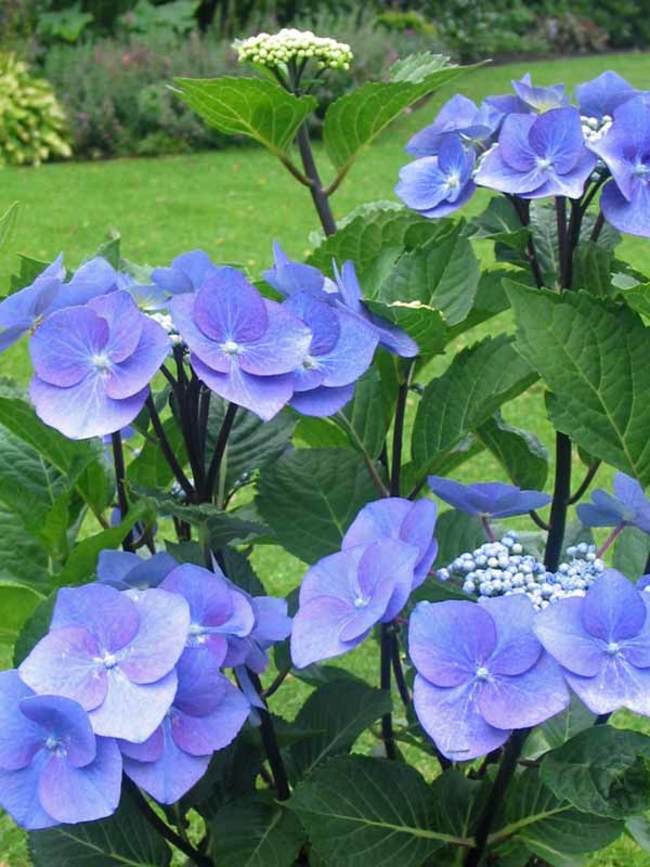 Hydrangea Zorro