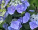 Hydrangea Zorro