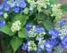 Hydrangea Zorro