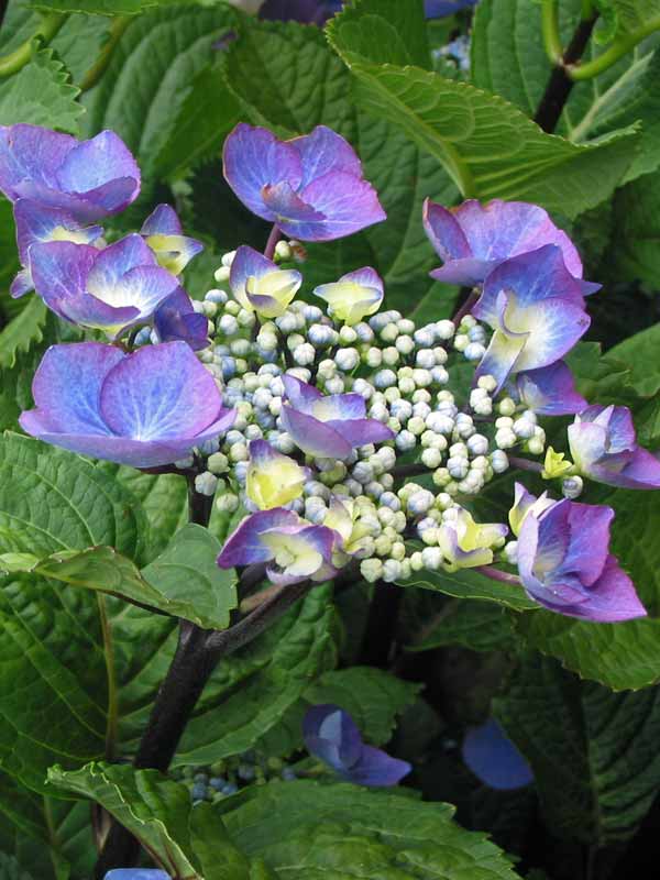 Hydrangea Zorro | Bluestone Perennials