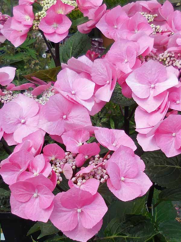 Hydrangea Zorro | Bluestone Perennials