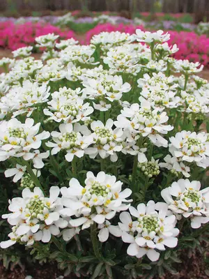 Link to Iberis Autumn Beauty