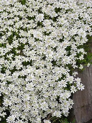 Link to Iberis Snow Cushion