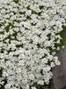 Iberis Snow Cushion