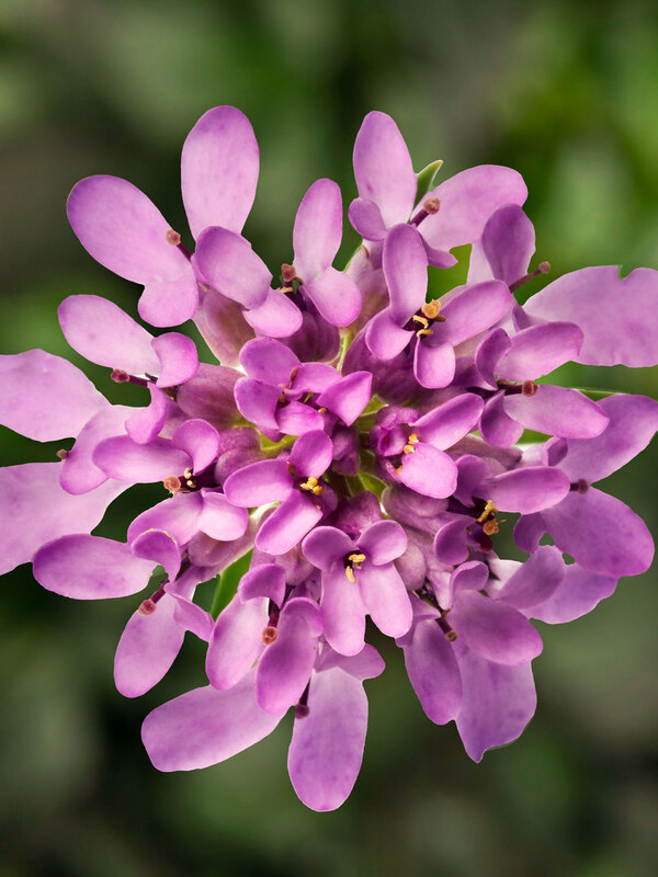 Iberis Mermaid Lavender