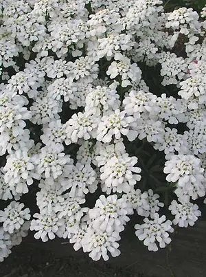 Link to Iberis Purity