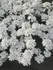 Iberis Purity