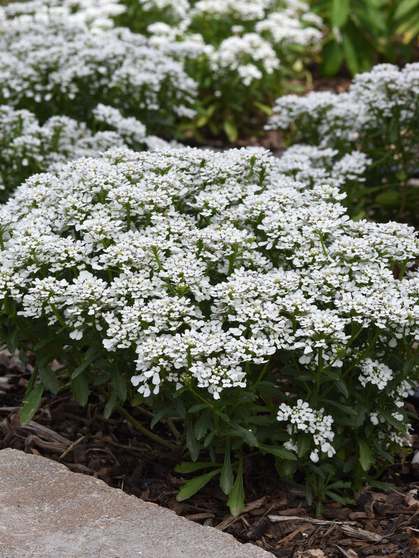 Iberis Summer Snowdrift