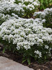 Iberis Summer Snowdrift