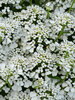 Iberis Summer Snowdrift