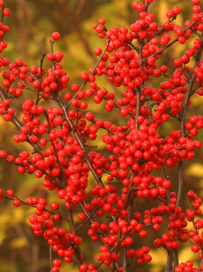 Ilex Berry Heavy