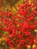 Ilex Berry Heavy
