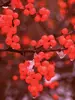 Ilex Berry Heavy
