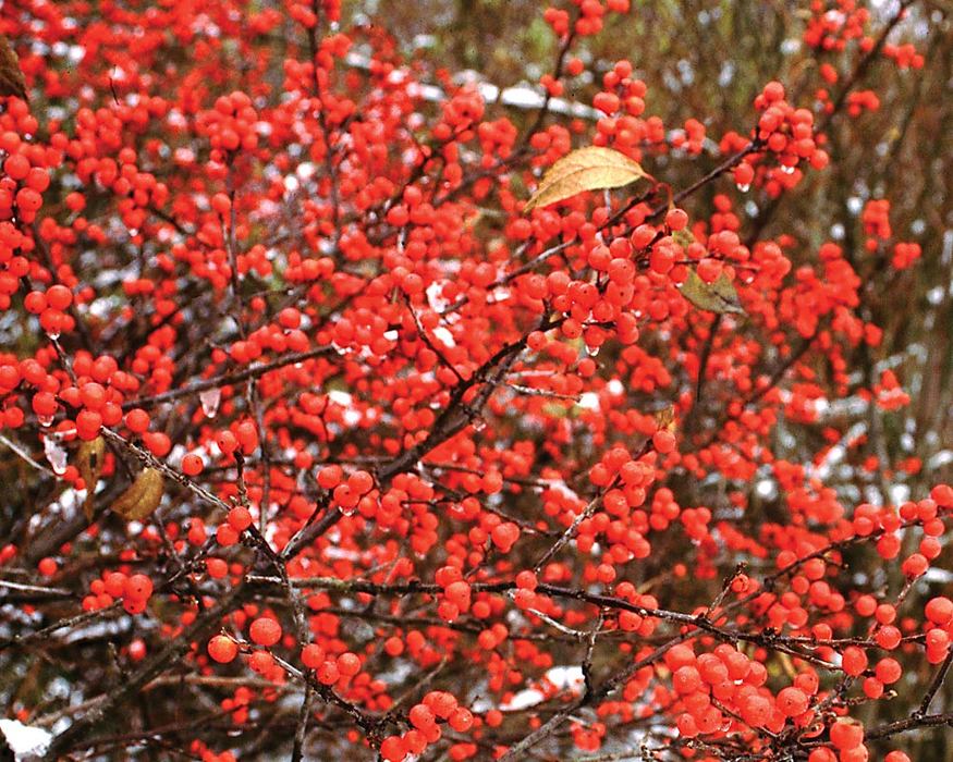 Shrub sm bright red fruit Winterberry Size Container Ilex verticillata 'Winter Red' 3 