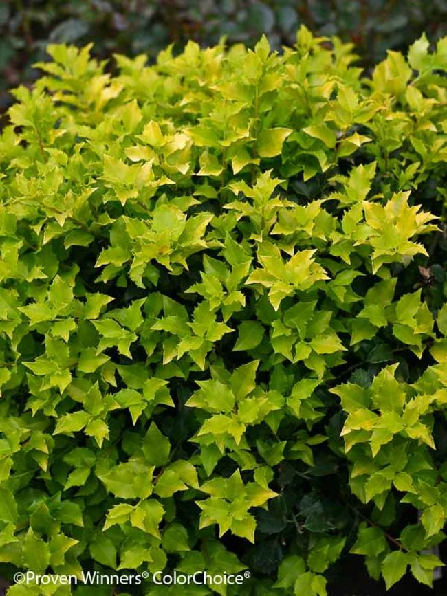 Ilex Castle Gold