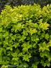 Ilex Castle Gold