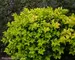 Ilex Castle Gold