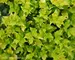Ilex Castle Gold