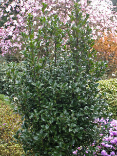 Ilex