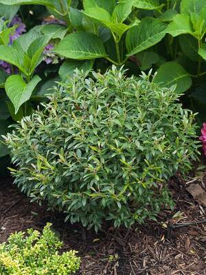 aglaonema plants Aglaonema 'Primo'