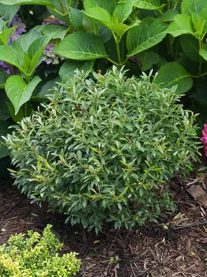 Link to Ilex Gem Box&reg;