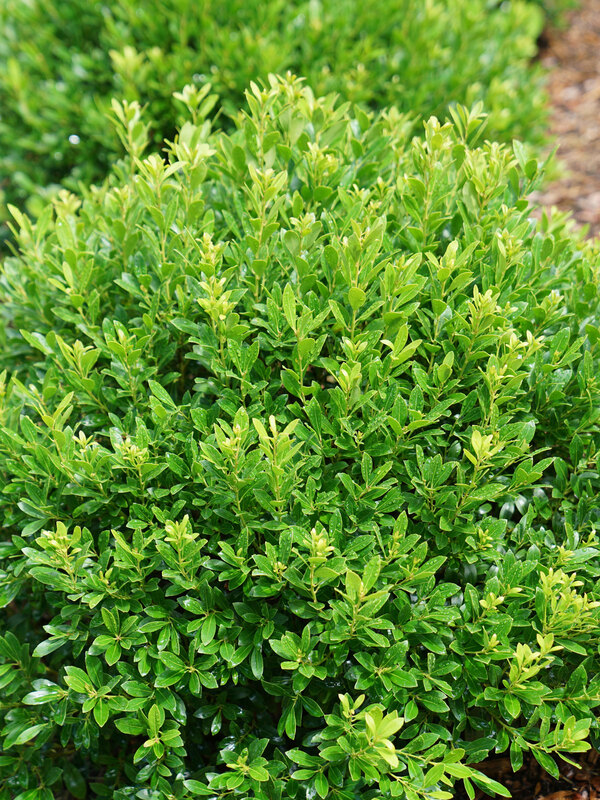 Ilex Strongbox | Bluestone Perennials