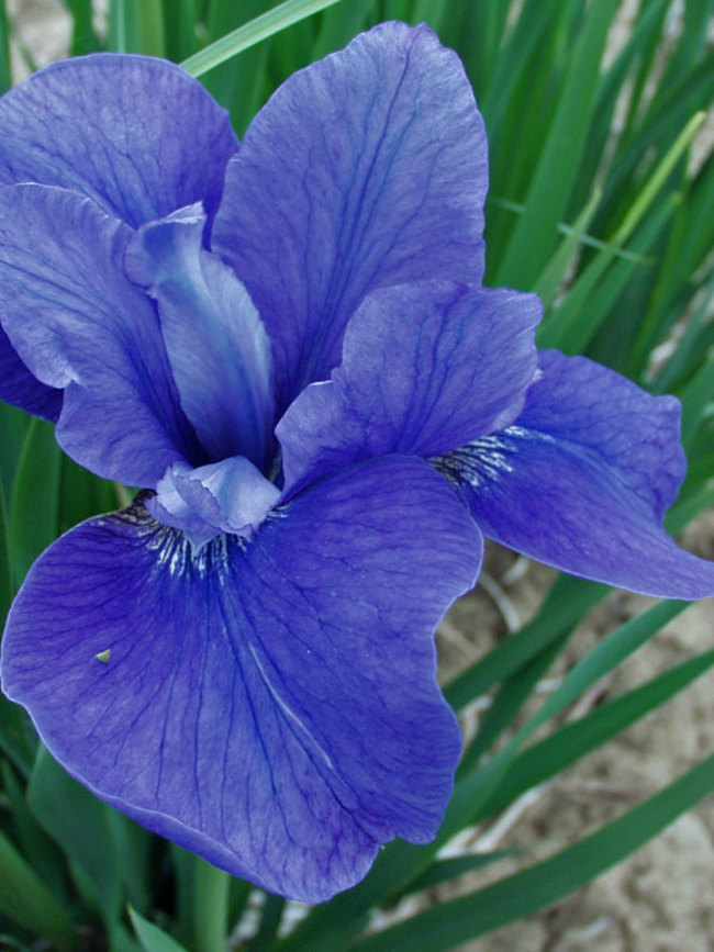 Iris Big-Blue