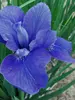 Iris Big-Blue