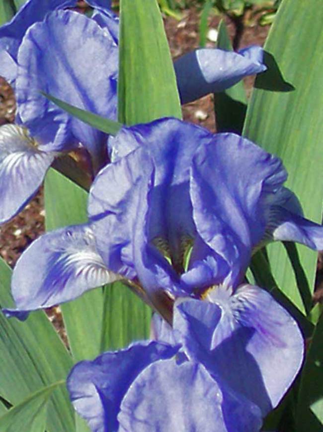 Iris Pumila Blue Denim