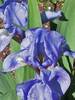 Iris Pumila Blue Denim