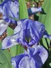 Iris Pumila Blue Denim