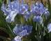 Iris Pumila Blue Denim