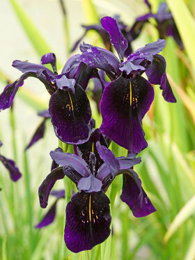 Photo of Iris Black Form