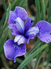 Iris Blue Moon