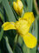 Iris Brassie