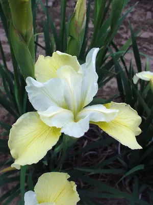 Link to Iris Butter &amp; Sugar