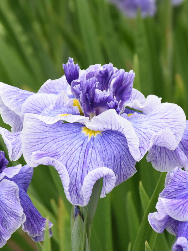 Iris Center of Attention