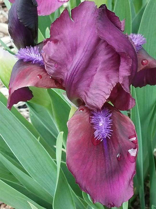 Iris Cherry Garden