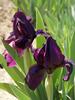 Iris Cherry Garden