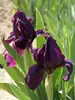 Iris Cherry Garden