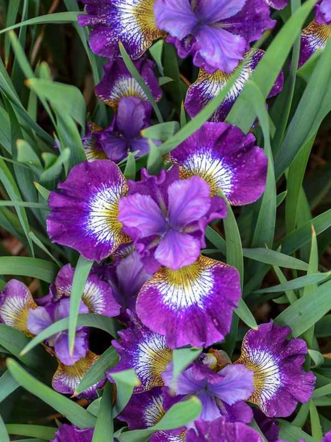 https://www.bluestoneperennials.com/img/IRCS/650/IRCS-0-Iris-Contrast-in-Styles1-wg.1574181008.jpg