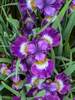 Iris Contrast in Styles