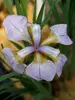 Iris Dance Ballerina
