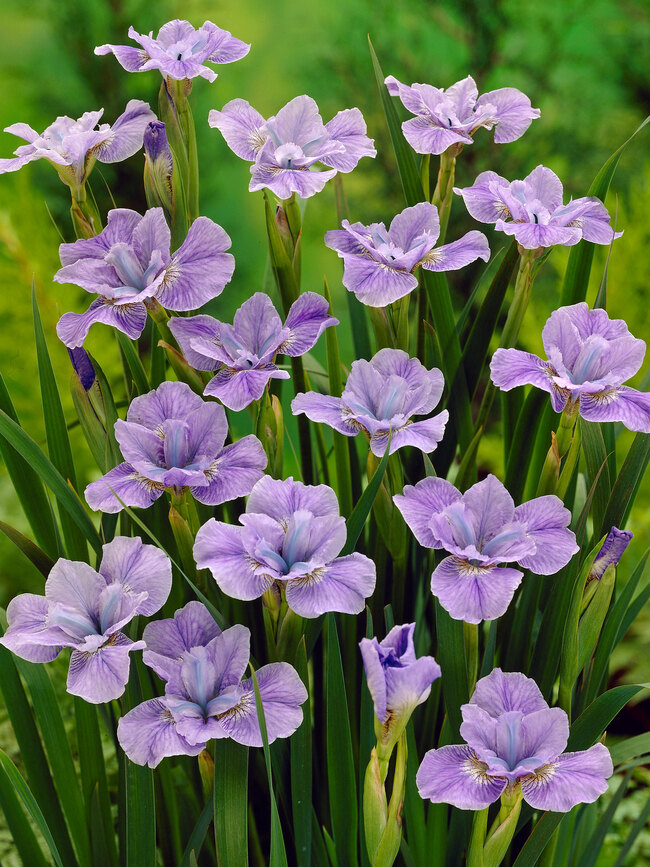 Iris Dear Delight