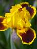 Iris Fireplace Embers